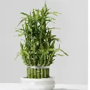 Lucky Bamboo plant 