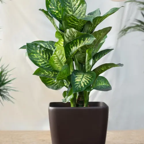 Dumb Cane plant
