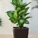 Dumb Cane plant