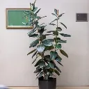 Rubber plant