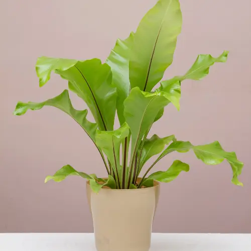 Birds nest fern plant