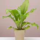 Birds nest fern plant