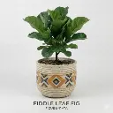 Fiddle leaf fig plant