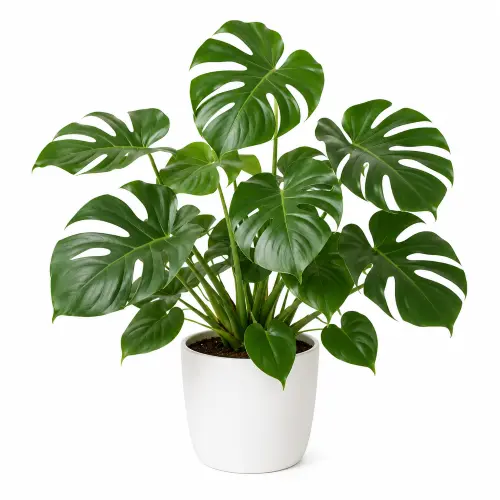 Monstera deliciosa plant