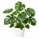 Monstera deliciosa plant