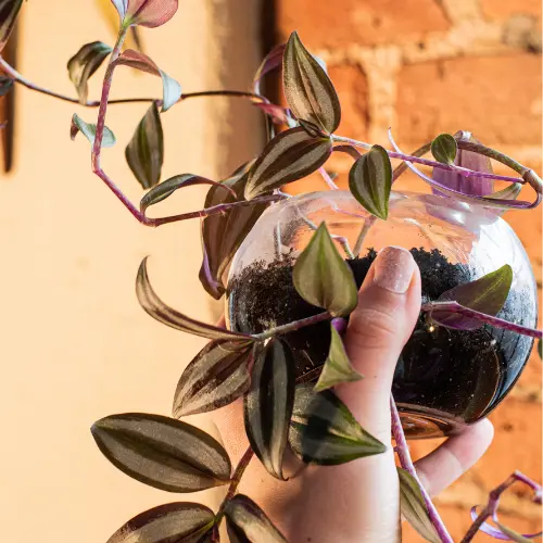 Wandering jew plant