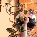 Wandering jew plant