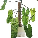 Philodendron paraisoverde plant