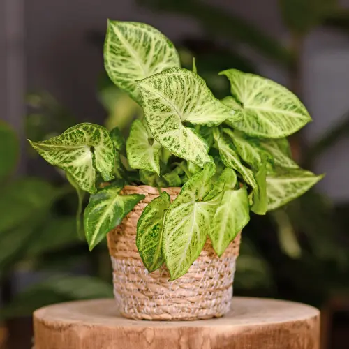 Syngonium plant