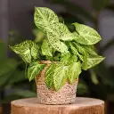 Syngonium plant