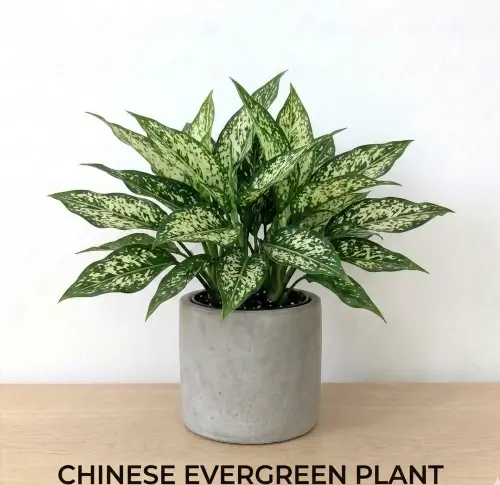 Aglaonema snow white plant