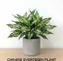 Aglaonema snow white plant