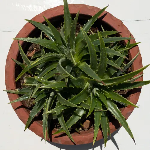 Dyckia brevifolia plant