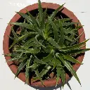 Dyckia brevifolia plant
