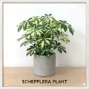 Dwarf Umbrella Plant