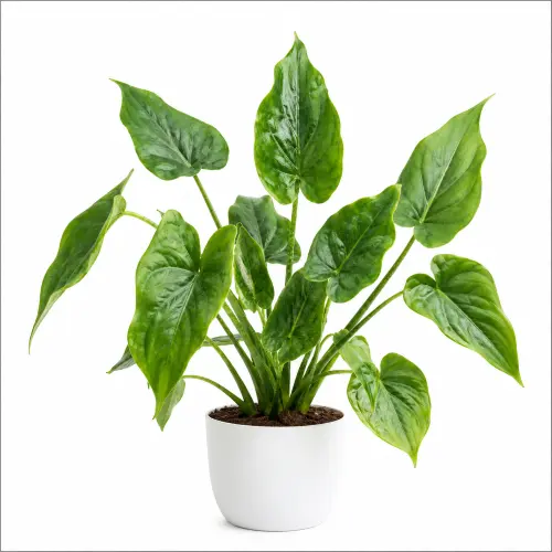 Buddha's Palm plant