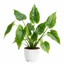 Buddha's Palm plant
