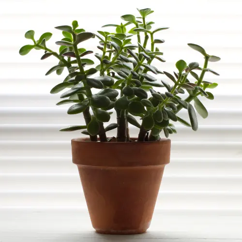 Jade plant