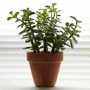 Jade plant