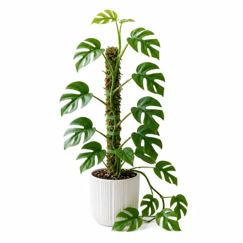 Mini monstera plant