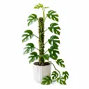 Mini monstera plant