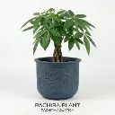 Guiana Chestnut (pachira money tree)