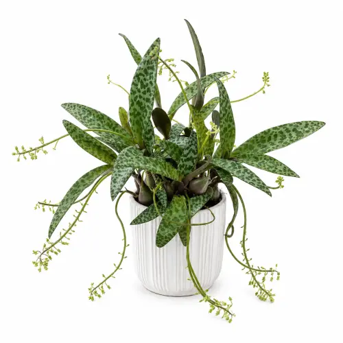 Leopard lily plant