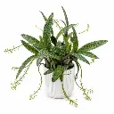 Leopard lily plant