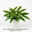 Philodendron serratum plant