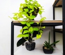Golden Pothos plant