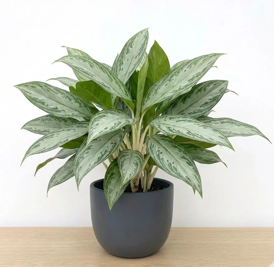 Chinese Evergreen Var. Silver Queen plant