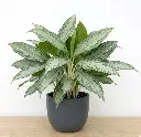 Chinese Evergreen Var. Silver Queen plant
