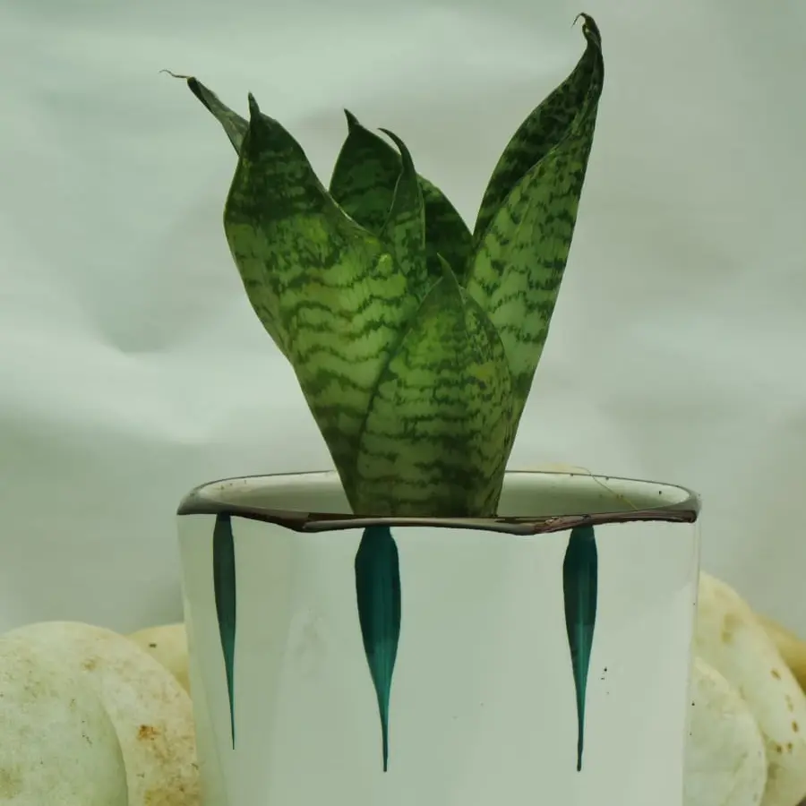 Bird's Nest Snake Plant