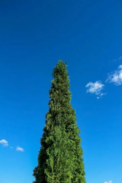 Green Cyprus plant