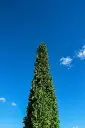 Green Cyprus plant