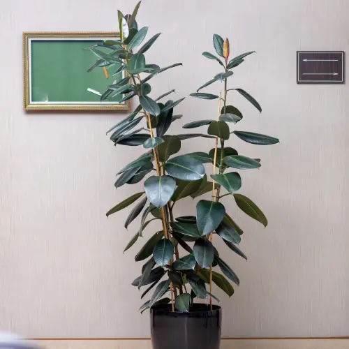 [RBP] Rubber plant