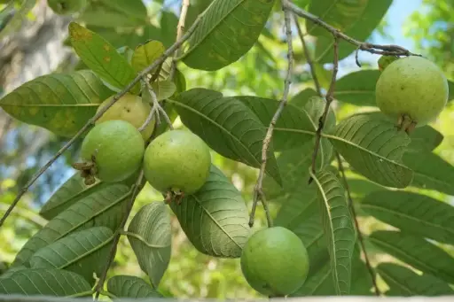 [TGU6] Taiwan Guava plant