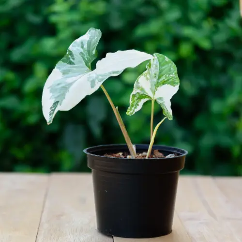 Syngonium Albo plant