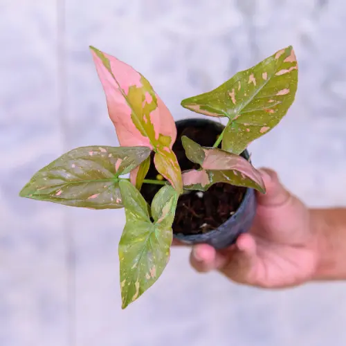 [Syngonium podophyllum 'Pink Splash'] Variegated syngonium pink plant