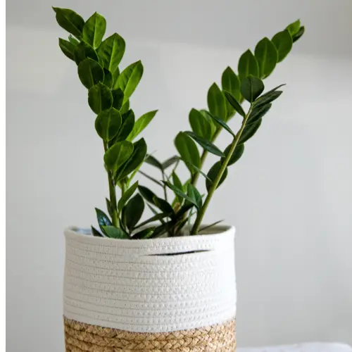 [ZZP] ZZ plant 