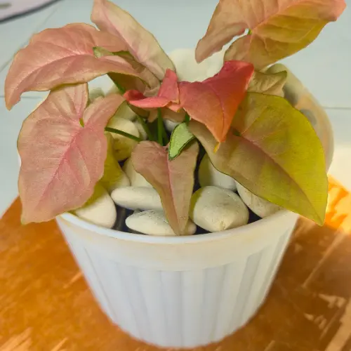 [Syngonium podophyllum 'Neon Robusta'] Syngonium Pink plant