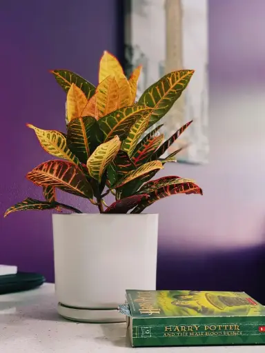[CRT6] Croton plant
