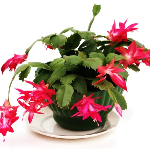 [Schlumbergera × buckleyi] Christmas cactus plant