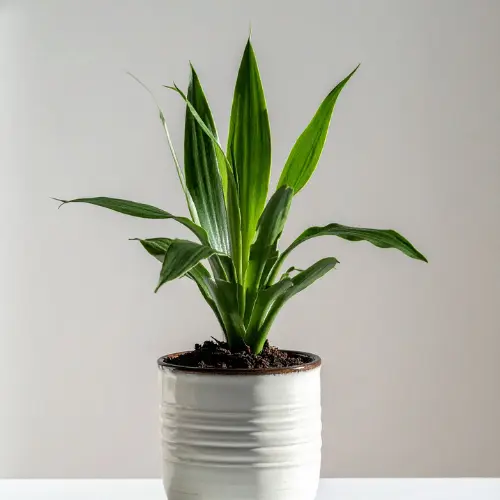 [Aspidistra elatior] Cast iron plant