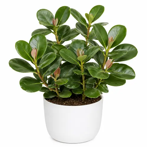 [Autograph Tree] Clusia rosea plant