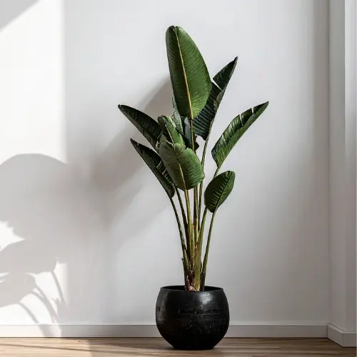[Strelitzia reginae] Bird of paradise plant
