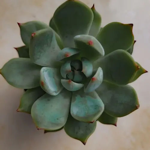 [Echeveria elegans] Echeveria succulent