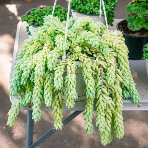 [Sedum morganianum] Burros tail plant