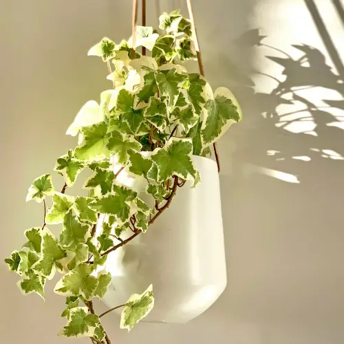 [Hedera helix] English ivy plant