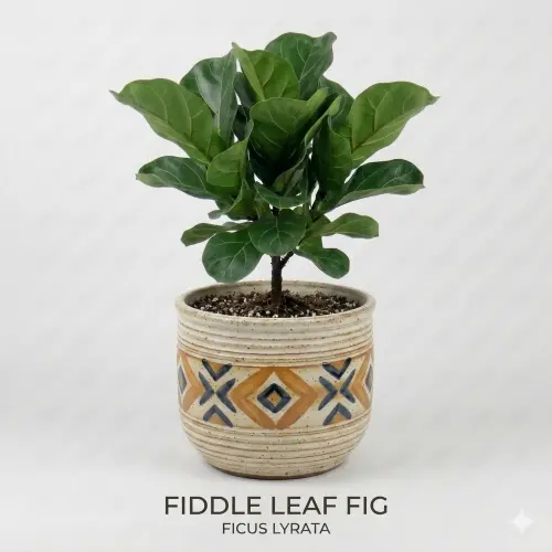 [FLF] Fiddle leaf fig plant